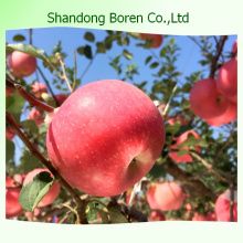 2015 Standard Fresh FUJI Apple